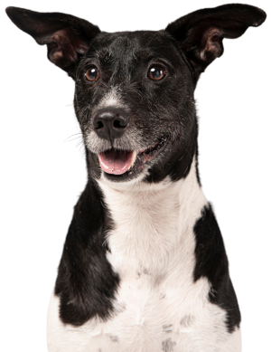 Support Us Banner Image